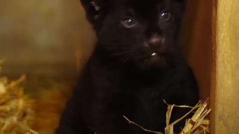 rare jaguar cub is born with black fur in England