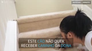 Este cão não quer beijos da dona