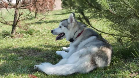 Very sturdy husky, lying in the shade to enjoy the cool