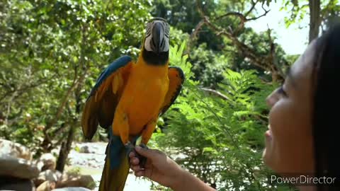 Talented latino Dancing Parrot Demonstrates His cool movies