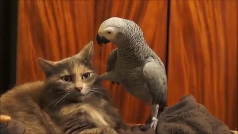 Parrot's best friend is a sweet and gentle cat 🐱