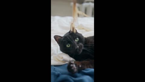 Adorable black cat playing