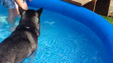 Swimming Husky