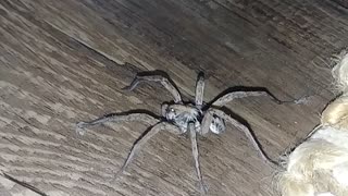 Huge spider in the house!!