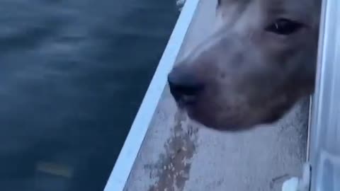 My American Pitbull Terrier First time on Boat 😍