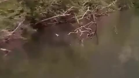 Grizzly bear chases after speed boat