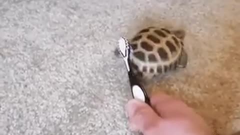 Turtle dancing with brush on his shell so funny