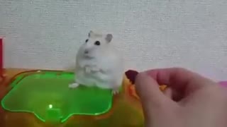 I have the most sensitive hamster in the world!