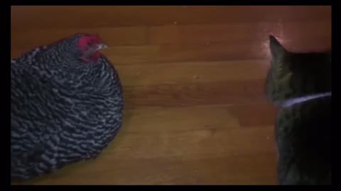 Cat Vs Hen - Having a little argument