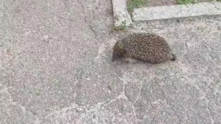 beautiful hedgehog=)