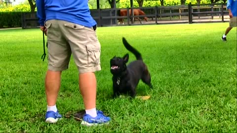 Dogs learning to Guard Objects and People