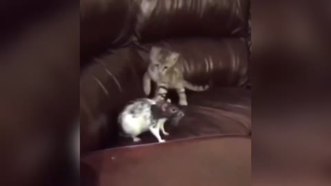 Cat vs Mouse | Cat