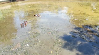 Family Hippos Dive Afternoon In Water