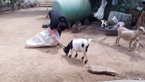 watch how this goat was cought in a bag.