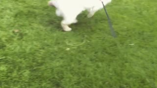 Somebunny is excited to be outside playing in the grass