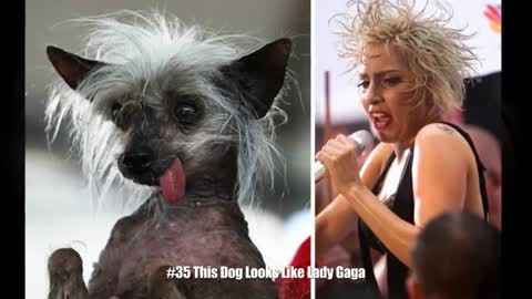 Animals That Exactly Look Like Celebrities And Famous People