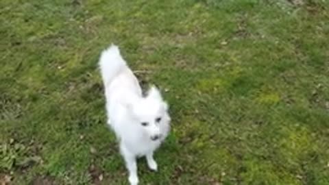 American Eskimo - Dog Breed Information