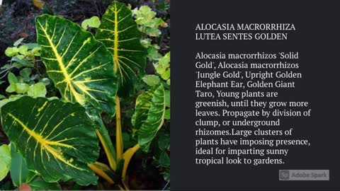 Alocasia Varieties