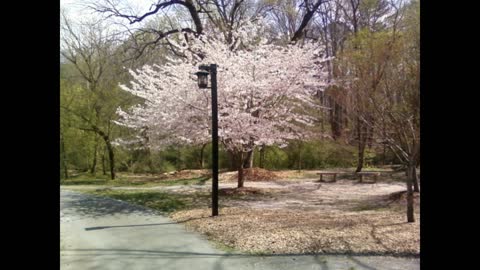 Flowers for views