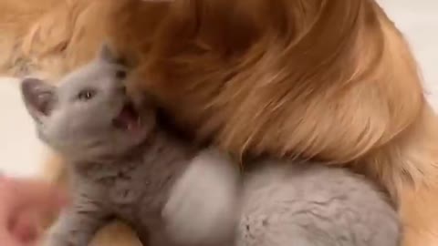 Lonely Golden Retriever Gets a Cute Kitten Friend