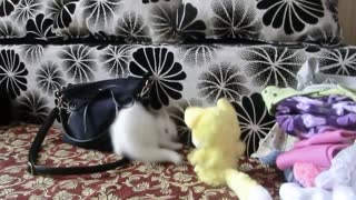 Kitten Confronts Mighty Plush Opponent