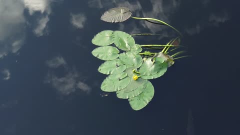 Yellow Water Flower in Sawgrass Lake St Petersburg Florida