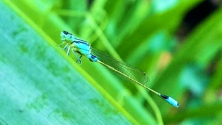 INSECTS: Damselfly