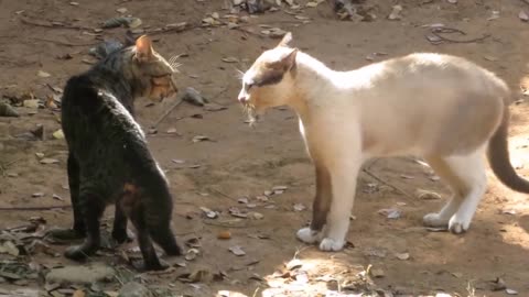 Cats fighting over territory