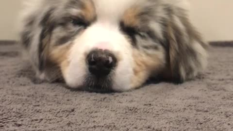 Super tired puppy literally falls asleep on camera