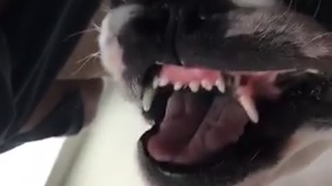Bulldog teeth!