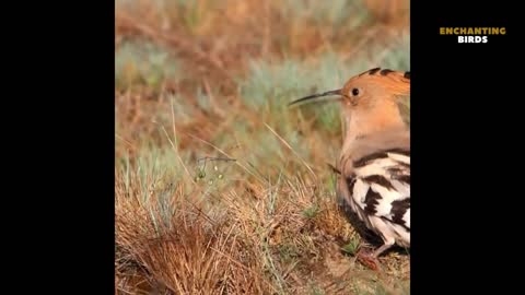 Watch This Beautiful Woodpecker is an Unexplainable Pleasure