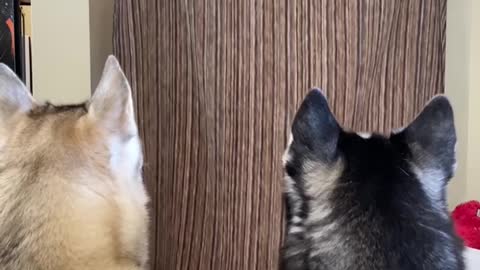 Huskies FREAK OUT After Owner VANISHES! #shorts