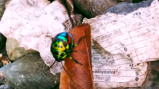 Colorful Bug