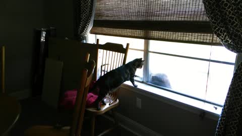 Cat sees his sister on the other side of the window