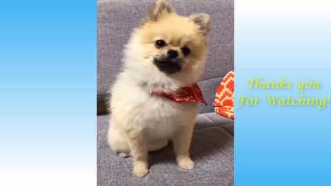 Cute Pets and Funny Animals Compilation 😄🙊