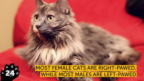 26 Facts About Cats That'll Make You Love Them