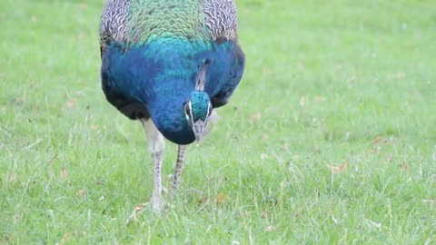 Peacock 🦚🦚🦚