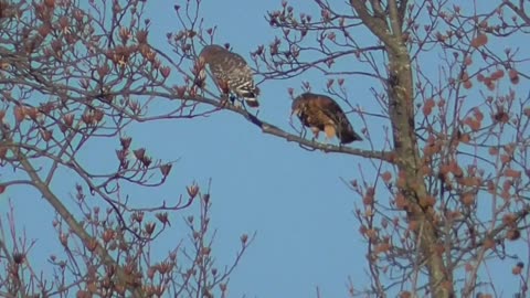 Red Shouldered Hawk pair
