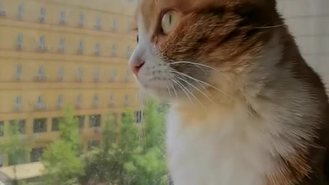 Funny video little cat