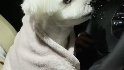 Puppy waiting for its owner in the car