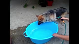 Perro toma agua del modo más difícil posible