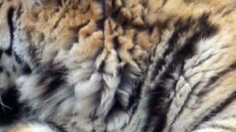 Amazing Facts about Siberian Tiger | Interesting Facts