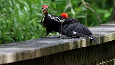 Exceptional Beauty: Magic Pair of Woodpeckers.