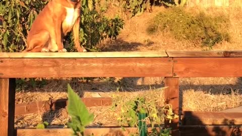 Brown dog sitting on porch during sunset slow motion