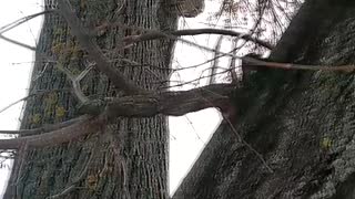 Man Rescues Kitten from Tree with Rake