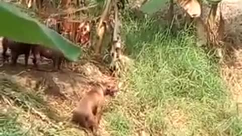 The weather is too hot, river bathing dogs