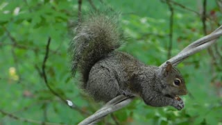 Almond Eating Squirell