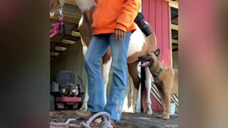 Horse bloopers