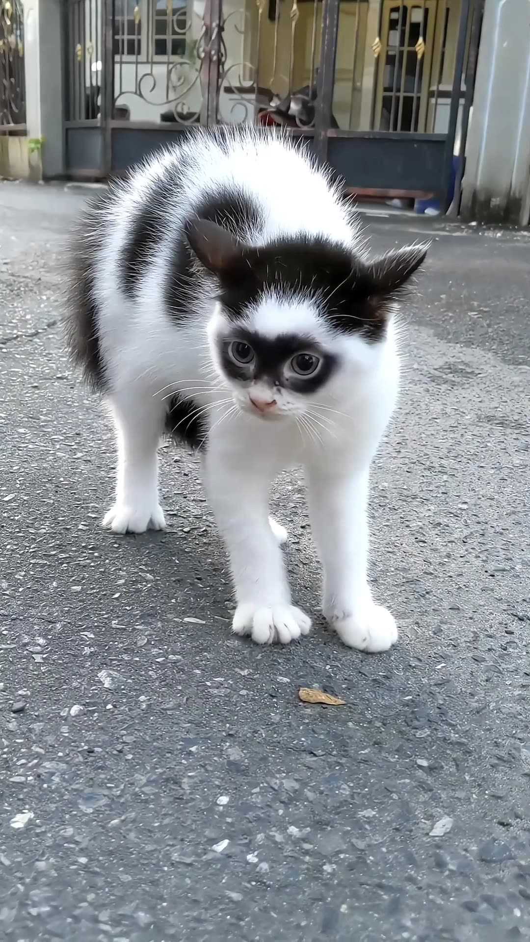 Masked Crusader Kitten Is Angry At Older Cat