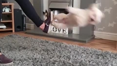 Lovely Puppy Dance - So Talented !